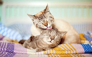 two grey tabby cats HD wallpaper