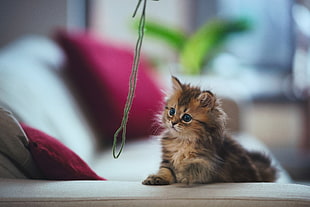 brown tabby kitten on white sofa