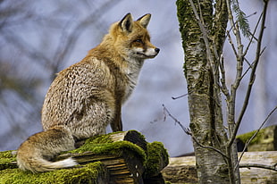 beige and brown fox sitting on log near tree, vixen