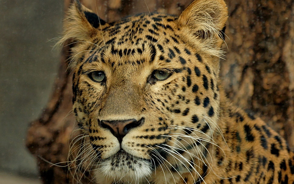 Macroshot photo of Leopard HD wallpaper