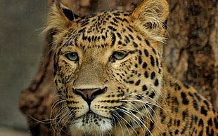 Macroshot photo of Leopard