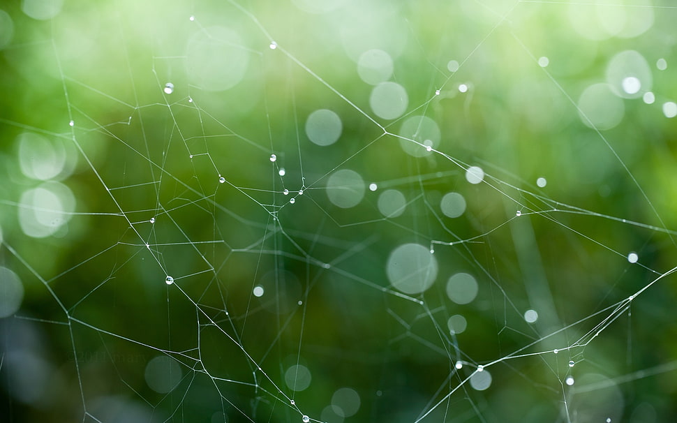 bokeh photography HD wallpaper