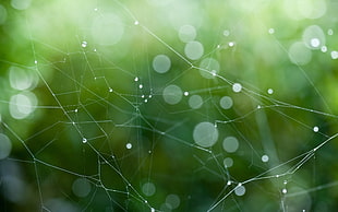 bokeh photography HD wallpaper
