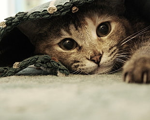 close up photo of brown tabby cat hiding on rug
