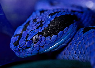 blue and black snake digital wallpaper