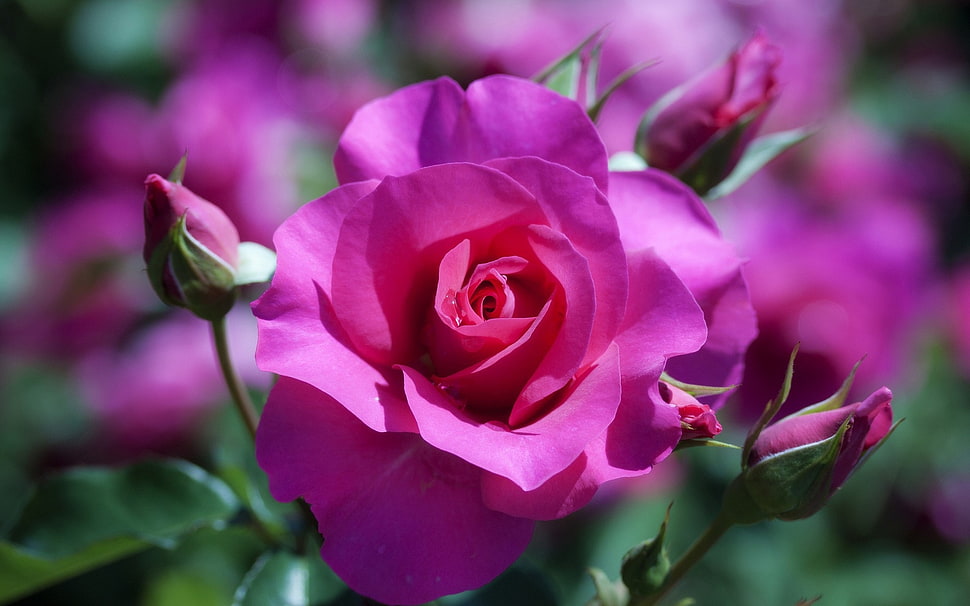 close photo of pink rose flower HD wallpaper