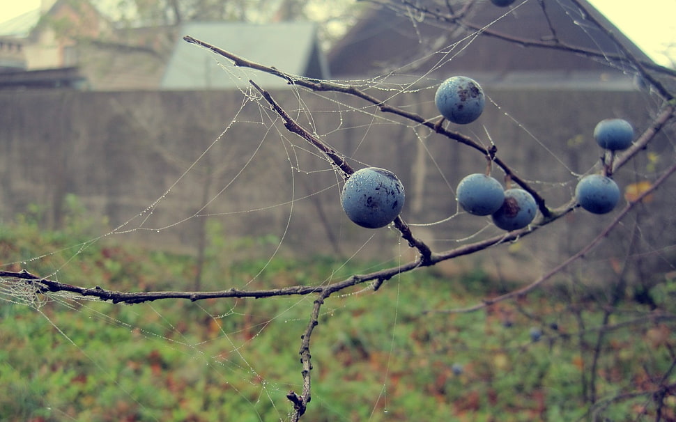 blueberry fruits on tree branch in selective focus photography taken during daytime HD wallpaper