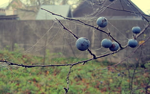 blueberry fruits on tree branch in selective focus photography taken during daytime