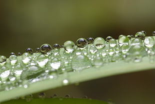 water drops, grass, water drops, closeup