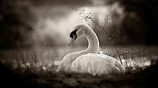 grayscale photography of goose