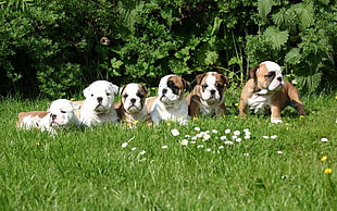 six white-and-brown pit bull puppies on green field