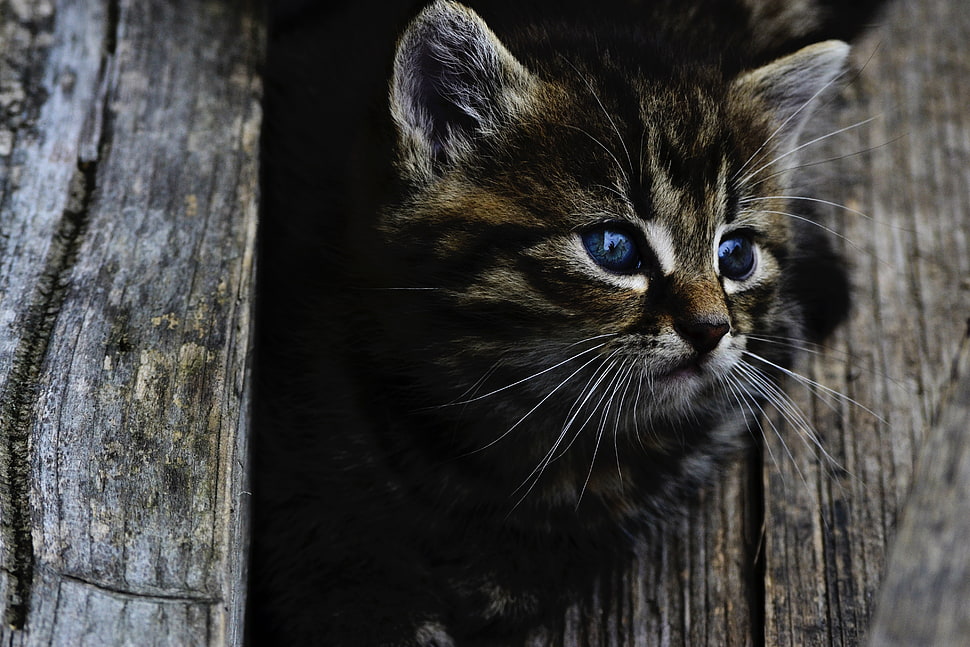 closeup photography of brown tabby kitten HD wallpaper