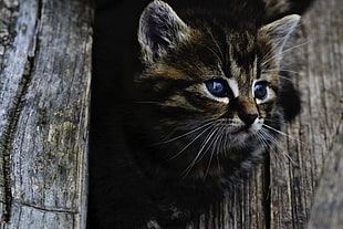 closeup photography of brown tabby kitten
