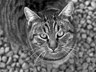 grayscale photography of Tabby cat