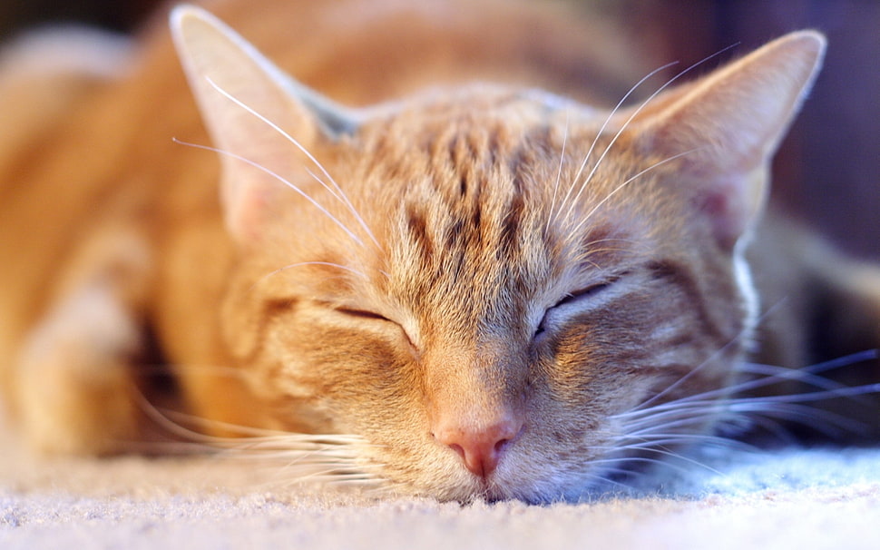close-up of a orange cat HD wallpaper