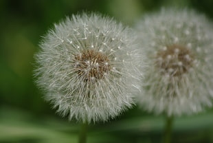 shallow focus photography of dandelion during daytime, dandelions HD wallpaper