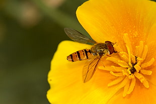 macro photography of bee sucking yellow flower