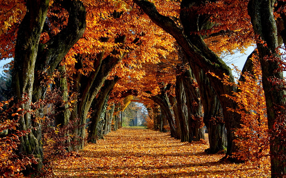 photography of tree road HD wallpaper