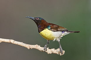 brown and yellow bird perched on tree branch, purple rumped sunbird