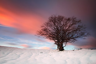 landscape photograph of tree covered with snow HD wallpaper