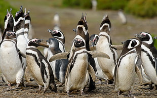 flock of penguins HD wallpaper
