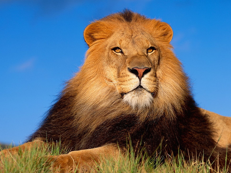 lion photography HD wallpaper