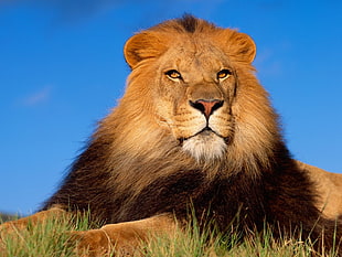 lion photography