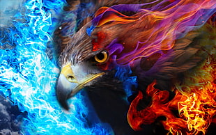 red, yellow, and blue hawk artwork, eagle, fire, sky