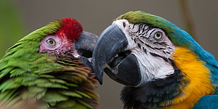 two multi-colored Parrots, macaws
