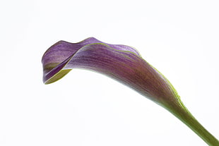 purple Dragon Arum flower, calla HD wallpaper
