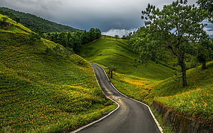 asphalt road between green grass
