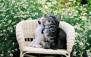 two long fur white and black kitten on white wicker armchair HD wallpaper