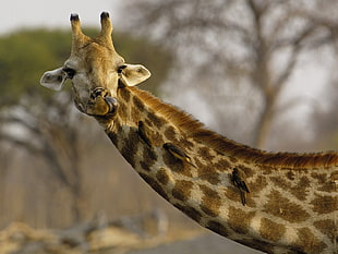 selective focus of Giraffe HD wallpaper