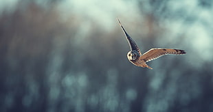 brown owl, birds, animals, bird of prey, owl HD wallpaper