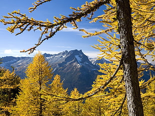 view of alps mountains with tilted pine trees around