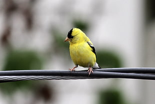 yellow and black bird photography, american goldfinch, carduelis HD wallpaper