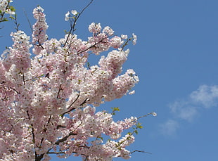 white and pink leaves tree