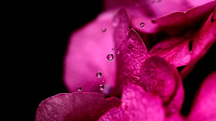 macro photography of purple petals HD wallpaper