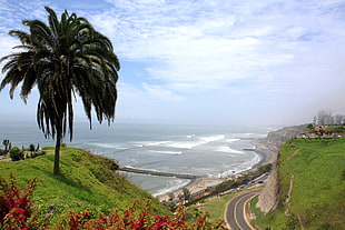 aerial photo of a palm tree, road and sea, miraflores