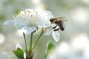 Honeybee perched on white petaled flowers HD wallpaper