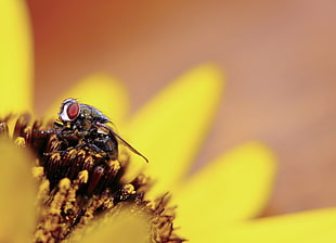 selective focus photography of housefly perched on flower