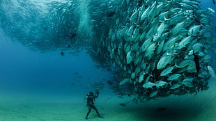 school of tuna, colorful, fish, sea HD wallpaper