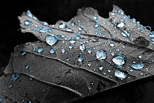 shallow focus photography of water droplets on leaf