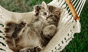 gray tabby kitten, animals, cat, kittens, hammocks HD wallpaper