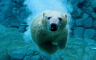 polar bear, nature, animals, polar bears, underwater