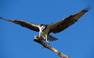 brown and white hawk on gray branch