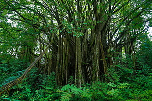 green leafed tree, nature, Hawaii
