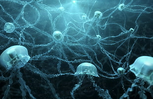 white jellyfish lot, Jellyfishes, Underwater, Neurons