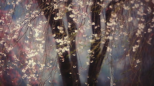 cherry blossom painting, nature, trees, branch, closeup