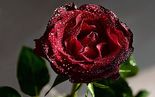 red Rose flower in bloom close-up photo HD wallpaper